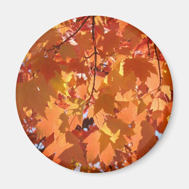 Herbstleaves Magnete fallen in Orange Tree Blätter (Vorne)