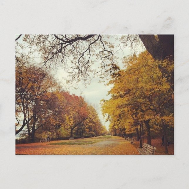 Herbstleaves NYC Riverside Park New York Fall Postkarte (Vorderseite)