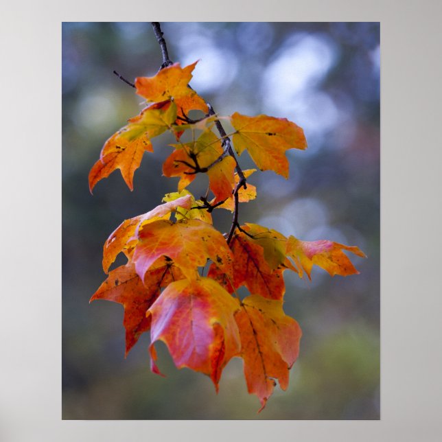 Herbstleaves Poster (Vorne)