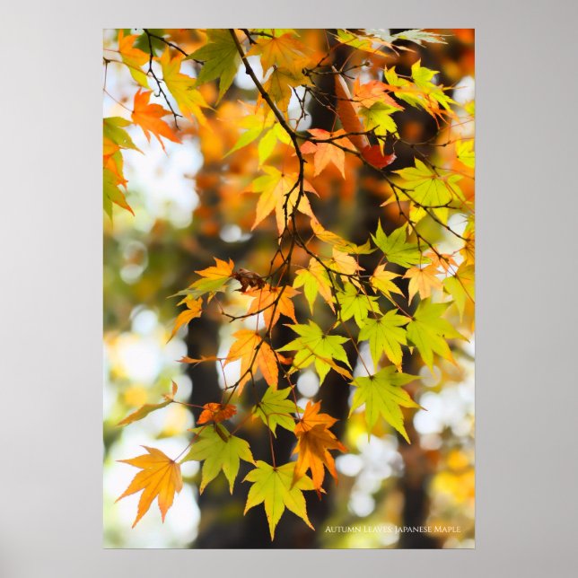 Herbstleaves Poster (Vorne)