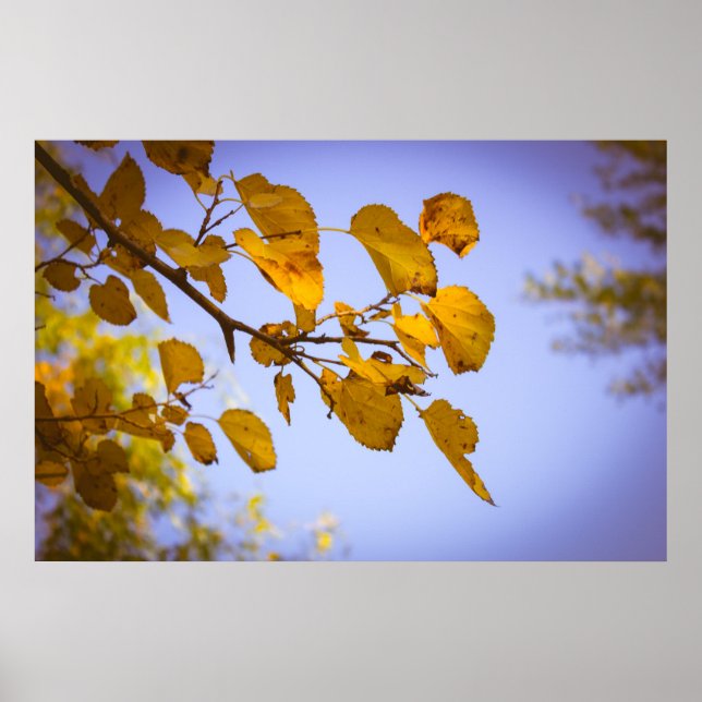 Herbstleaves Poster (Vorne)