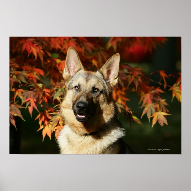 Herbstleaves Poster (Vorne)