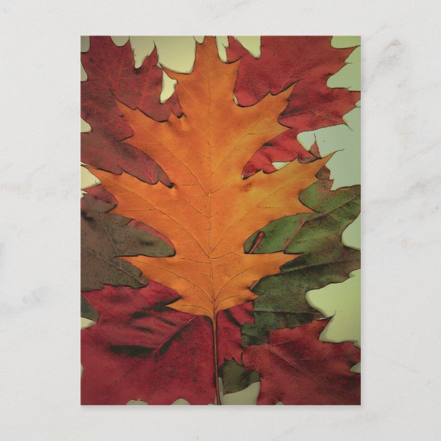 Herbstleaves Postkarte (Vorderseite)