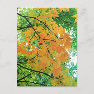 Herbstleaves Postkarte