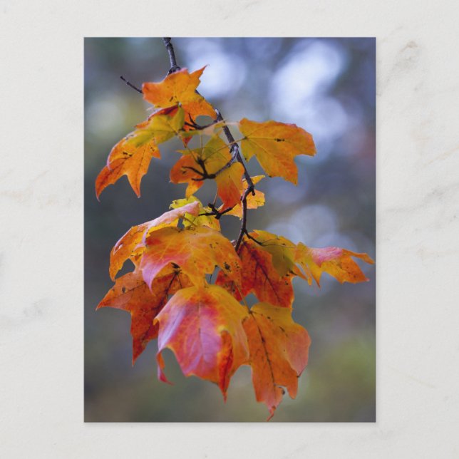 Herbstleaves Postkarte (Vorderseite)