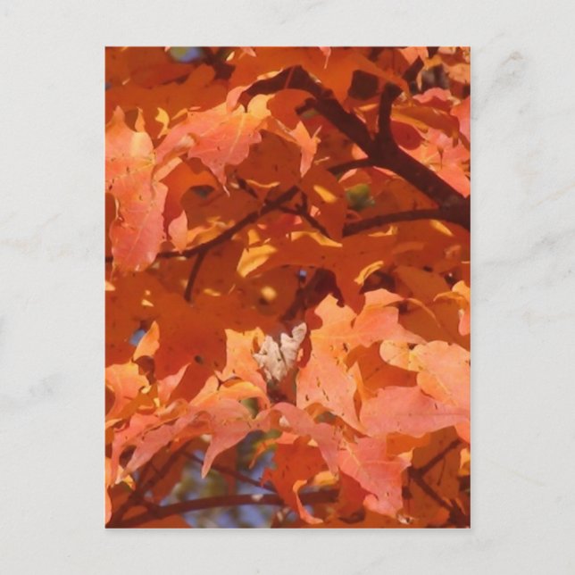 Herbstleaves Postkarte (Vorderseite)