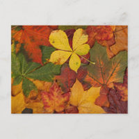Herbstleaves