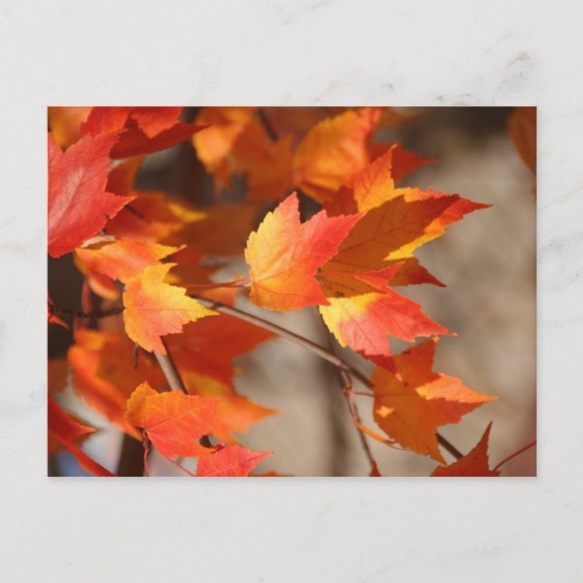 Herbstleaves Postkarte (Vorderseite)