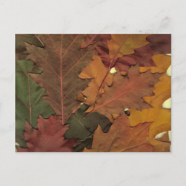 Herbstleaves Postkarte (Vorderseite)