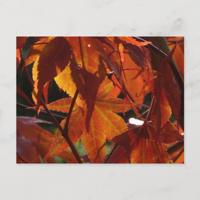 Herbstleaves Postkarte (Vorderseite)