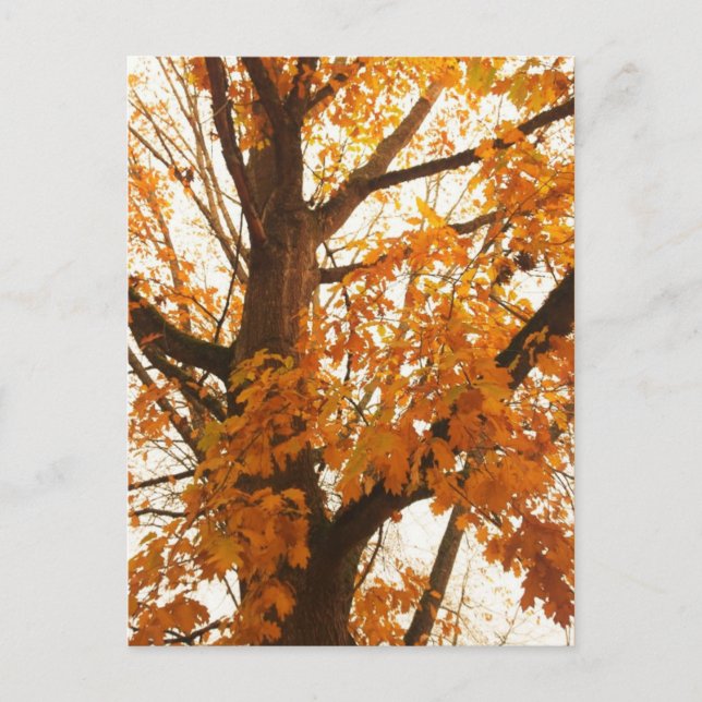Herbstleaves Postkarte (Vorderseite)