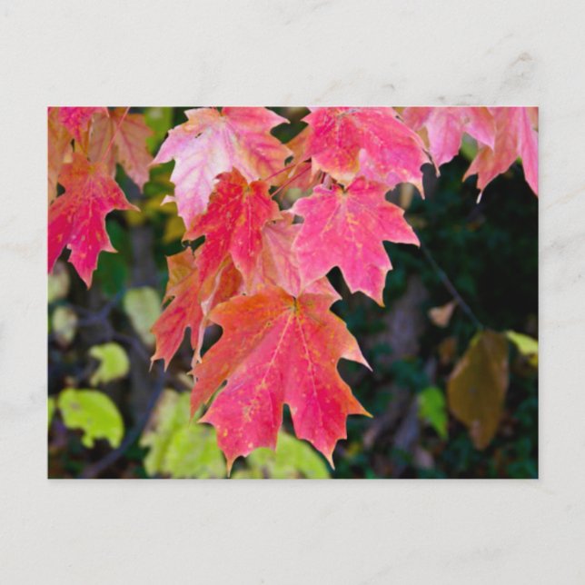 Herbstleaves Postkarte (Vorderseite)