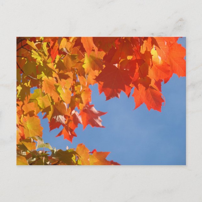 Herbstleaves Postkarten Blue Sky Fall Trees (Vorderseite)