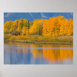 Herbstlich gefärbte Espen Poster