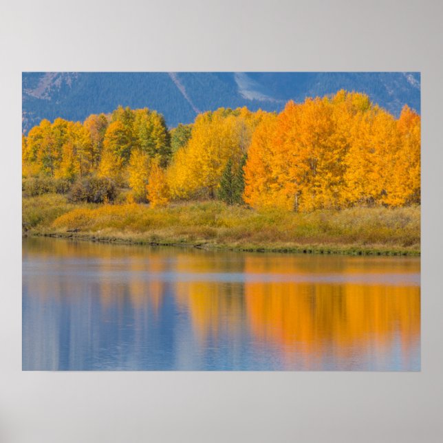 Herbstlich gefärbte Espen Poster (Vorne)