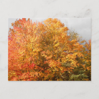 Herbstliche Adirondacks Bäume Landschaft Postkarte