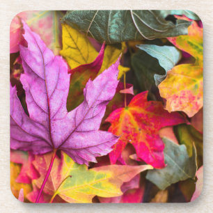 Herbstliche Ahornbaumblätter farbenfrohe Herbstnat Getränkeuntersetzer