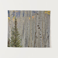 Herbstliche Espenhaine | Rocky Mountains Colorado