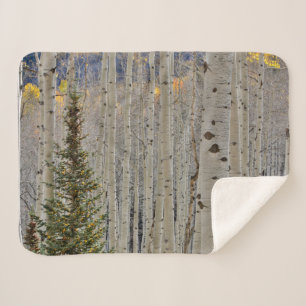 Herbstliche Espenhaine   Rocky Mountains in Colora Sherpadecke
