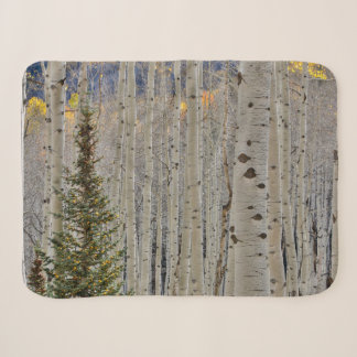 Herbstliche Espenhaine | Rocky Mountains in Colora Sherpadecke