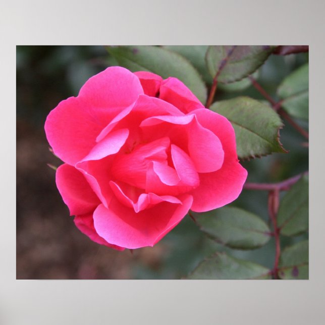 Herbstliche Rose Poster (Vorne)