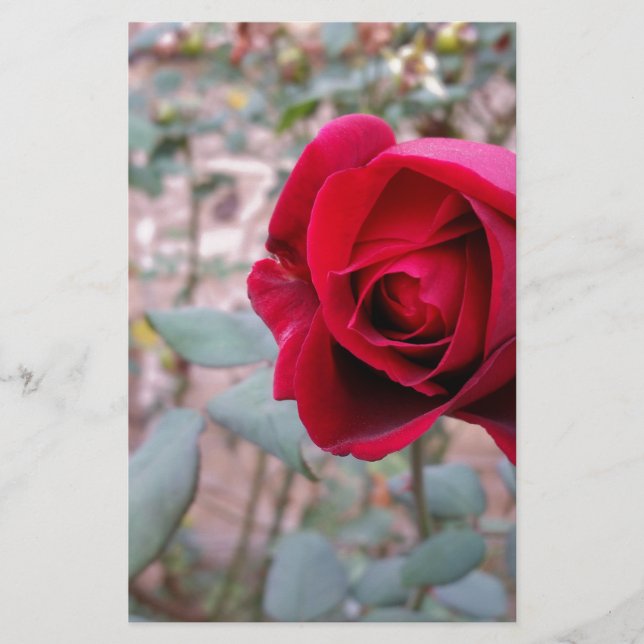 Herbstliche rote Rose Briefpapier (Vorderseite)