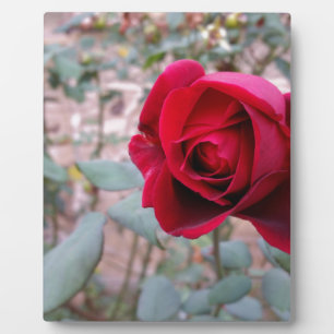 Herbstliche rote Rose Fotoplatte