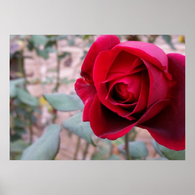 Herbstliche rote Rose Poster (Vorne)