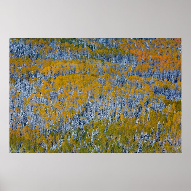 Herbstliche Waldlandschaft Poster (Vorne)