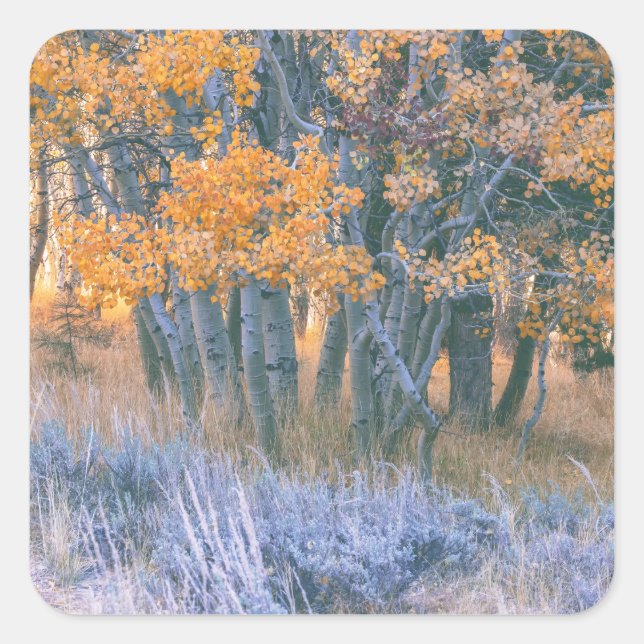 Herbstlicher Espenwald Quadratischer Aufkleber (Vorderseite)