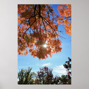 "Herbstlicht" Poster