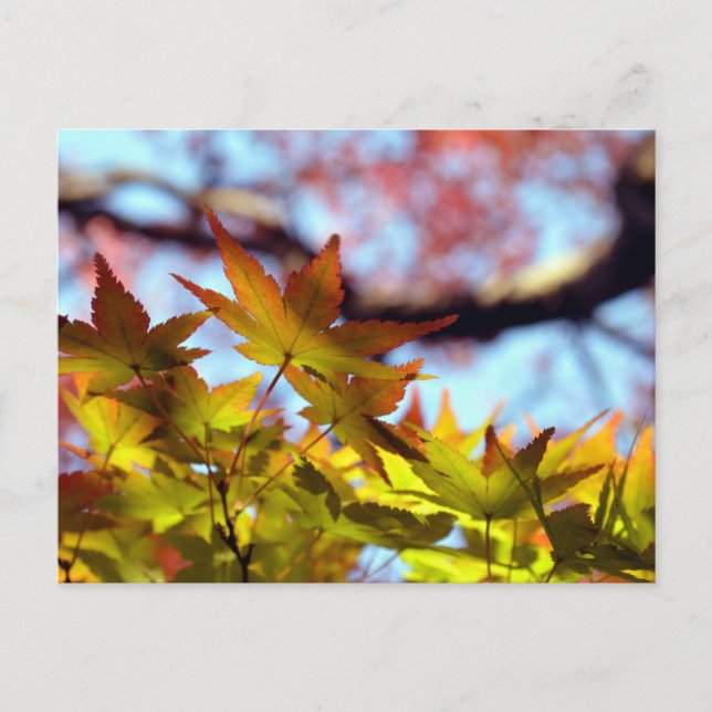 Herbstlicht Postkarte (Vorderseite)