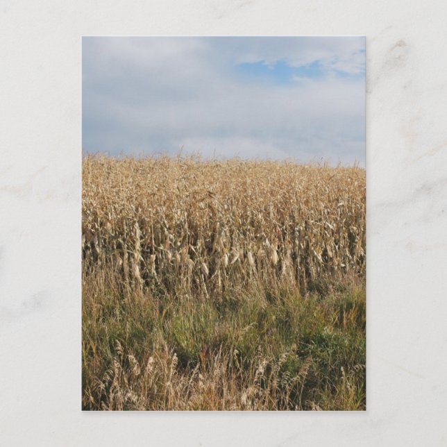 Herbstmaisernte Postkarte (Vorderseite)