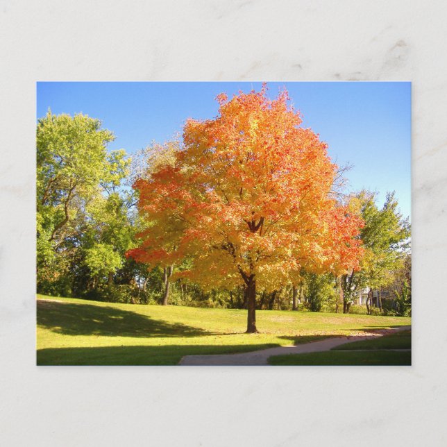 Herbstmaple 2004 Foto / Mark Edward Westerfield Postkarte (Vorderseite)
