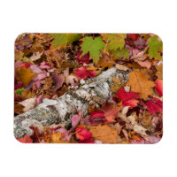 Herbstmaple-Blätter decken Birkenrinde im Wald ab