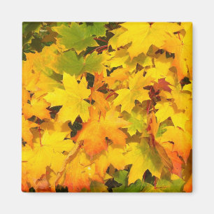 Herbstmaple-Blätter mit Herbstfarben Magnet