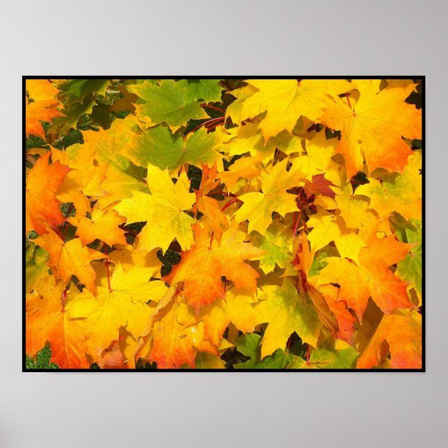 Herbstmaple-Blätter mit Herbstfarben Poster (Vorne)