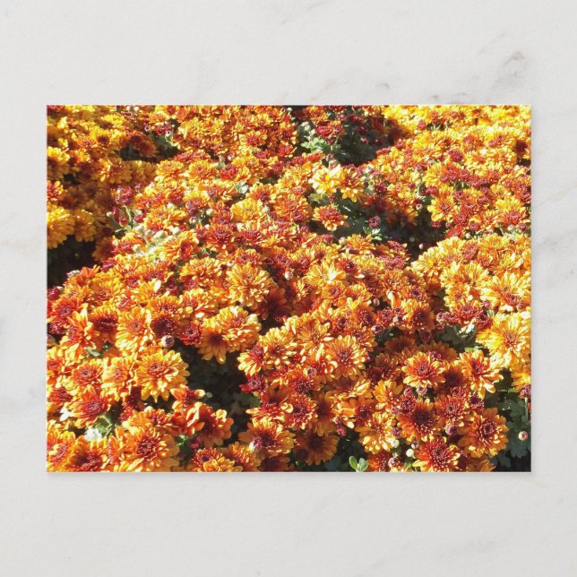 Herbstmassen Postkarte (Vorderseite)