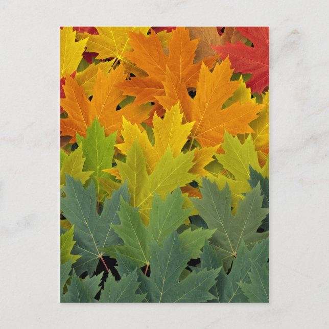 Herbstmuster 2 postkarte (Vorderseite)