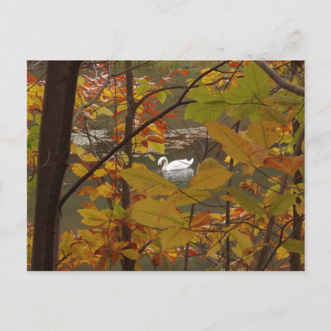 Herbstpfeifen mit Swan Postkarte (Vorderseite)