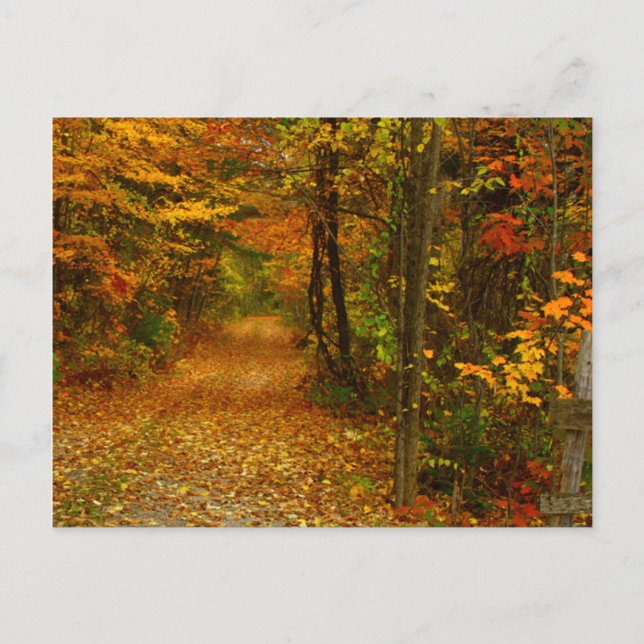 Herbstplendor in Neuengland Postkarte (Vorderseite)