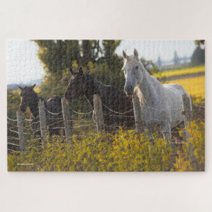 Herbstportrait von drei Pferden Puzzle