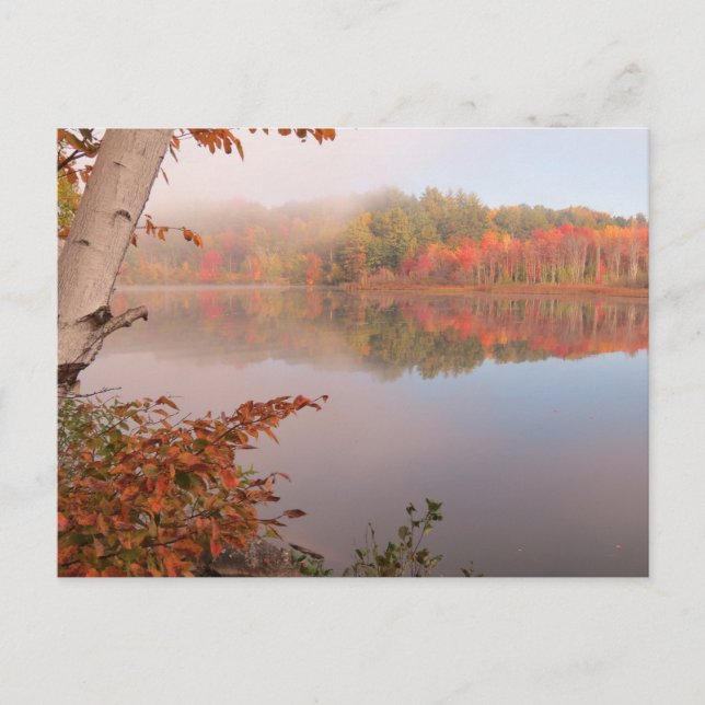 Herbstreflektionen jenseits der Birke Postkarte (Vorderseite)