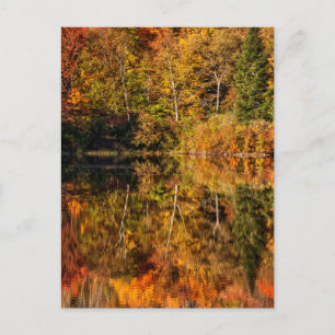 Herbstreflexion am Coffin Pond Postkarte