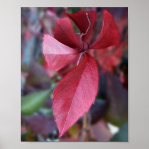 Herbstrot Poster