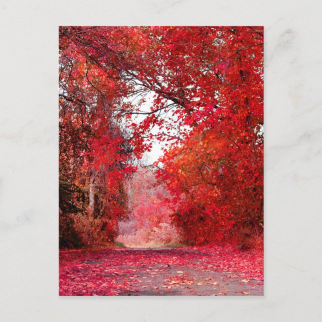 Herbstsaison Forest Park Duschgel Blätter Postkarte (Vorderseite)