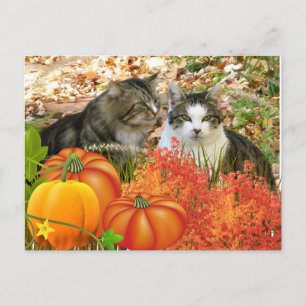 Herbstsaison Katzen und Kürbisse Postkarte