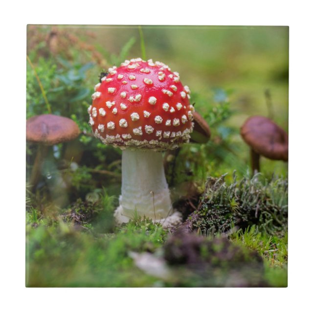 Herbstschönheit Fliese (Vorderseite)