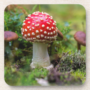 Herbstschönheit Getränkeuntersetzer