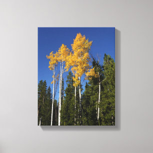 Herbstschuppen im Aspen Treetops Leinwanddruck